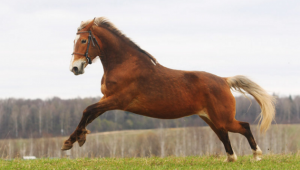 ЛОШАДЬ – ЛЕКАРСТВО ДЛЯ ДУШИ И ТЕЛА