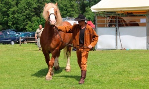 БОГАТЫРСКИЙ КОНЬ НА ВЫСТАВКЕ «БЕЛАГРО-2014»