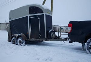 Перевозка лошадей в Беларуси