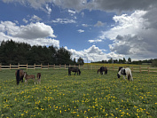 Продажа лошадей