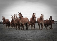 Фотосессия с лошадьми